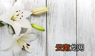 百合花要怎么样养才会长久点 百合怎么养才不长花
