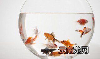 怎么养金鱼才肥，金鱼怎么养才长得快