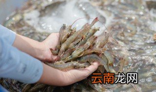买回来的河虾怎么养才不会死，市场买回来的河虾怎么养