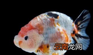 兰寿怎么养才不容易生病，兰寿为什么这么难养