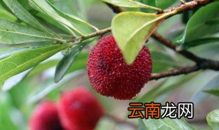烤箱杨梅干的制作方法 杨梅干烤箱版的做法步骤