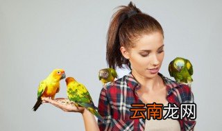 鹦鹉怎样养粘人 手养鹦鹉怎么才粘人