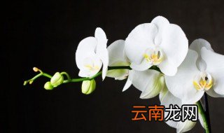 吊兰种植怎么养才长得好，吊兰怎么种植怎么好养活