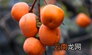 柿子怎么泡 怎么泡柿子