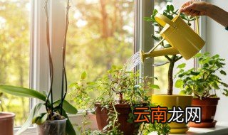 观赏花怎么养才不爆盆，盆景花怎么养
