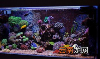 如何养珊瑚缸 鱼缸珊瑚怎么养才快