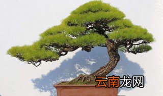 松柏象征什么? 松柏有什么象征意义