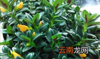 植物金鱼吊兰怎么养才能开花 金鱼吊兰怎么养才容易开花