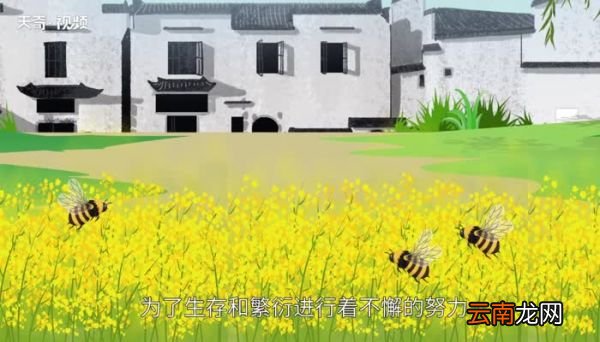 昆虫记被誉为什么 昆虫记被罗曼罗兰誉为