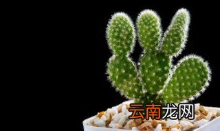 万重山仙人掌怎么养才不会死 万重山仙人掌怎么养?