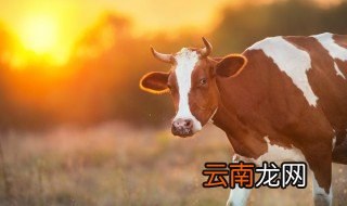 黄牛怎么养才成长快 养个黄牛慢慢搞