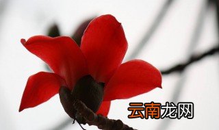 木棉花寓意 木棉花寓意是什么