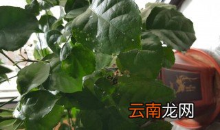 家里养的花怎么才不长虫呢 家里养的花长虫子了怎么办