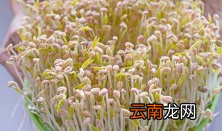 为什么生的黄豆芽豆很大 为啥生的黄豆芽豆很大