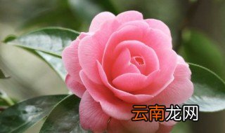 家里养花烂根怎么办 家里养的花烂根了咋办
