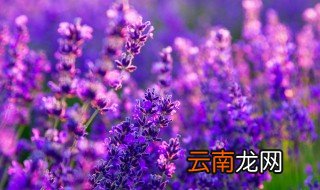 家里养花起小蝇子怎么消灭，家里面养花有小苍蝇怎么办?