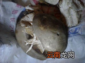 巨大的蘑菇还能吃吗,家门缝长的巨型菇能吃吗？