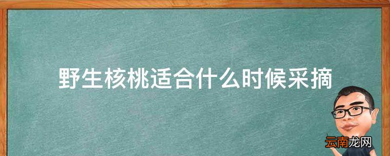 野生核桃适合什么时候采摘