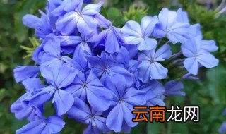 阳台好养的花卉 阳台好养的花
