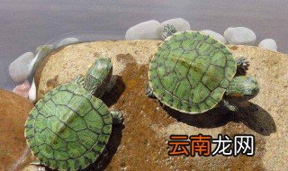 什么品种的龟好养，什么品种龟最好养