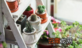 家里好养的盆栽，家里最容易养的盆栽