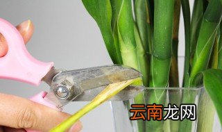 放在水里的发财竹怎么养才好 水养发财竹怎么养