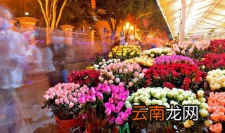 适宜家养的四季开花的盆栽 好养的四季开花盆栽