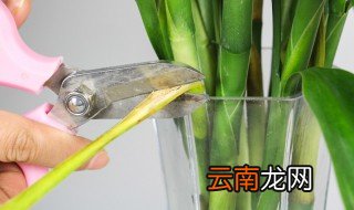 水养竹子烂根怎么办 水养竹子烂根怎么拯救