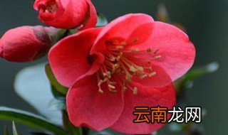 吊钟花怎么养殖方法水培 吊钟花怎么水养