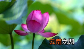 水养荷花怎么养 养荷花用什么水