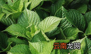 绣球花养水里 绣球花一支怎么水养