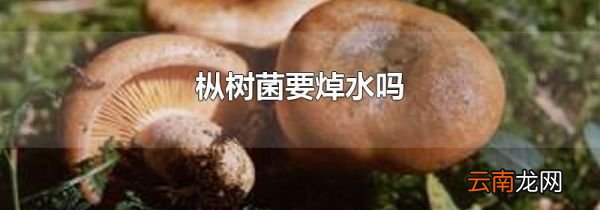 枞树菌要焯水吗