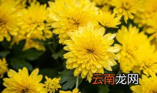 菊花怎么水养 水养小菊花怎么养