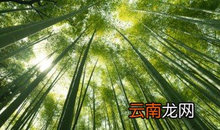 节节高怎么水养 节节高能水养吗