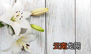 家里百合花怎么养花期长 百合鲜花怎么养花期长