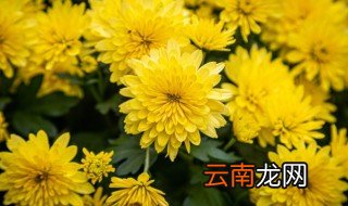 好养的多年生花卉 多年生盆栽花卉