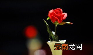 养鲜花的水里放什么好 家里养鲜花水里放什么