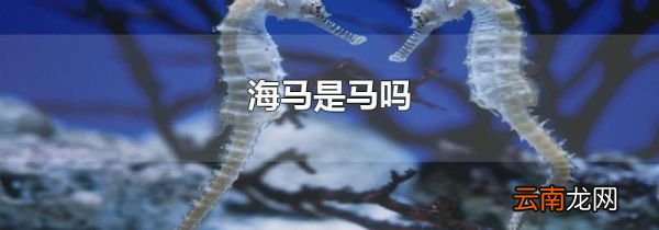 海马是马吗