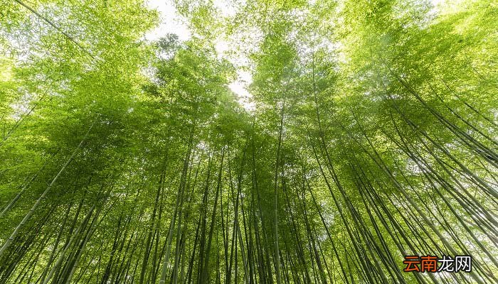 岁寒三友是什么 岁寒三友指的是哪三种植物