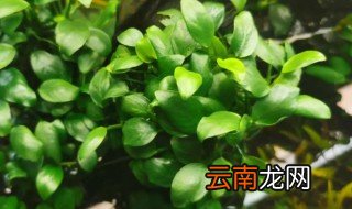 好养的水草 比较好养的水草