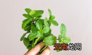 驱蚊薄荷和食用薄荷有什么区别 驱蚊薄荷和食用薄荷有什哪些区别