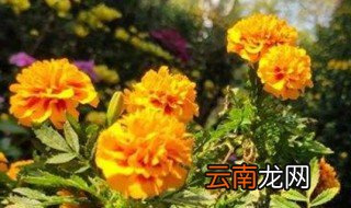 家里阳光不足怎么养花 家里光照不足如何养花