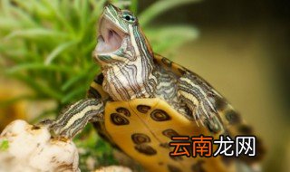 好养的深水龟 好养的深水龟都有哪些
