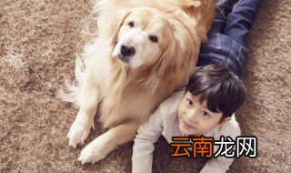 什么狗最旺家的狗，最旺财的狗是哪种狗