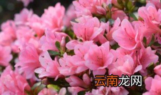 杜鹃花花期 杜鹃花花期多少