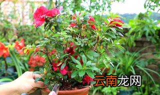 推荐几种易养活的花 好养易活的花有哪些