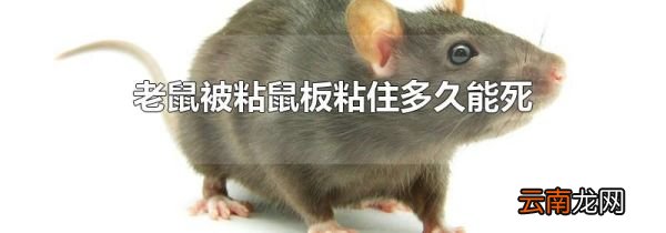 老鼠被粘鼠板粘住多久能死