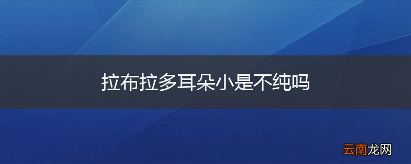 拉布拉多耳朵小是不纯吗