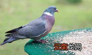 好养的鸟类，什么种类的鸟好养