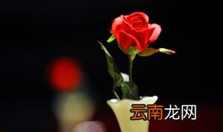 好看又好养又便宜的花，什么花好养又便宜